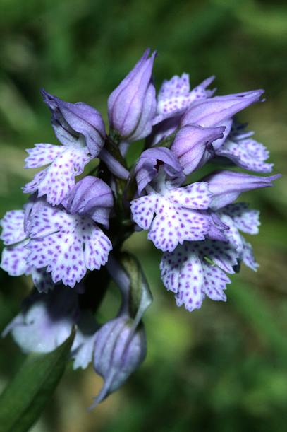 Orchidee della Majella